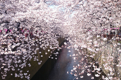 web_目黒川_桜.jpg